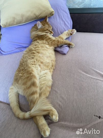 Кот Бегемот