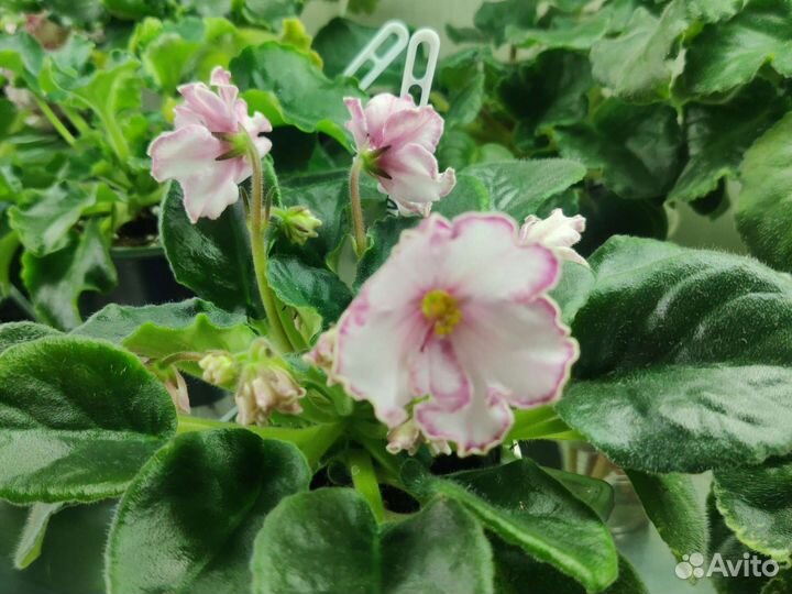 Сортовые фиалки