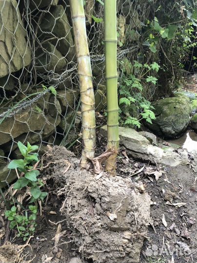 Бамбуковые палки