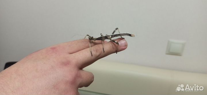 Палочник неожиданный