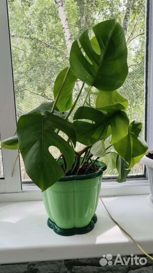 Монстера редкая мини лиана