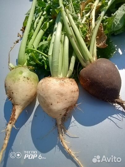 Редька оптом