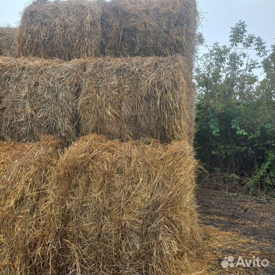 Сено солома в рулонах