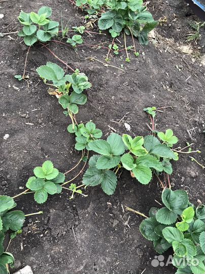 Усы виктории