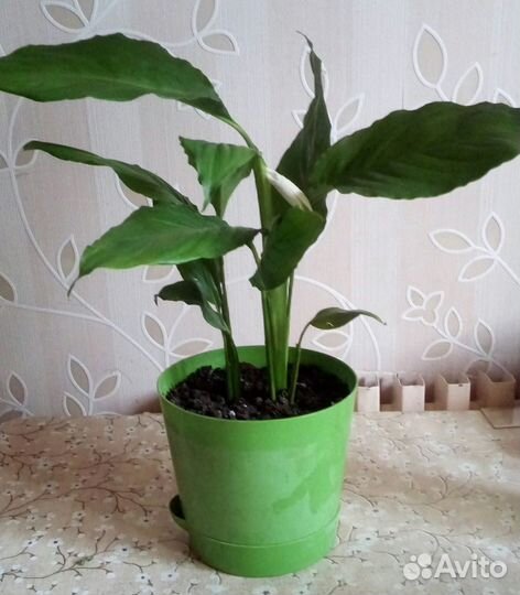 Спатифиллум