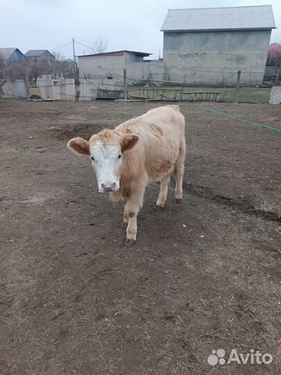 Телята телки