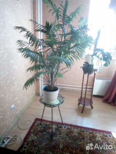 Комнатные растения цветы большие