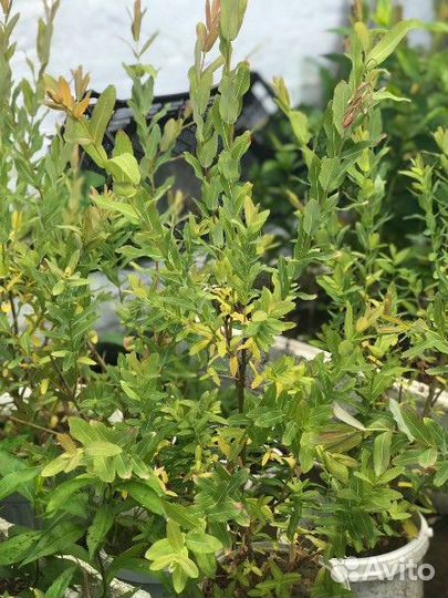 Ива хакуро нишики