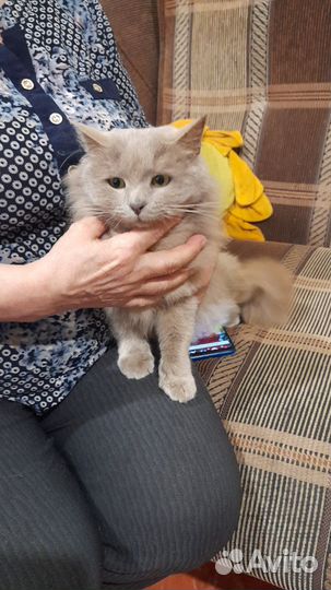 Живёт в подвале частного дома