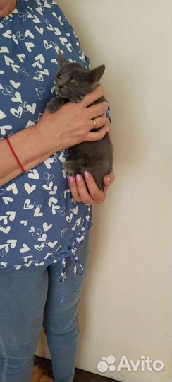 Дымка котёнок