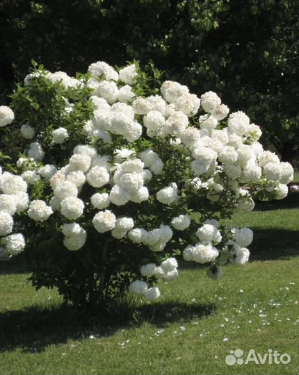 Калина бульденеж