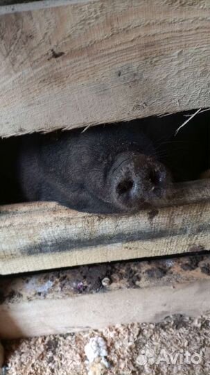 Мясо свинина домашняя