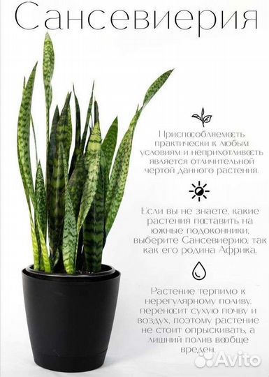 Сансевиерия лауренти