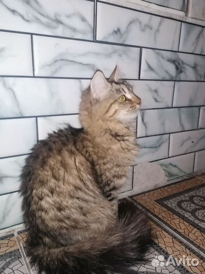 Сибирская ласковая молодая кошечка