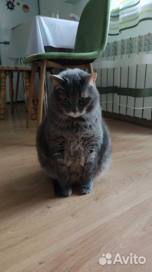 Кошка в дар бесплатно