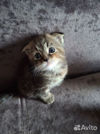 Кошечка скоттиш фолд