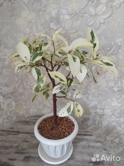 Фикус альбомаргината