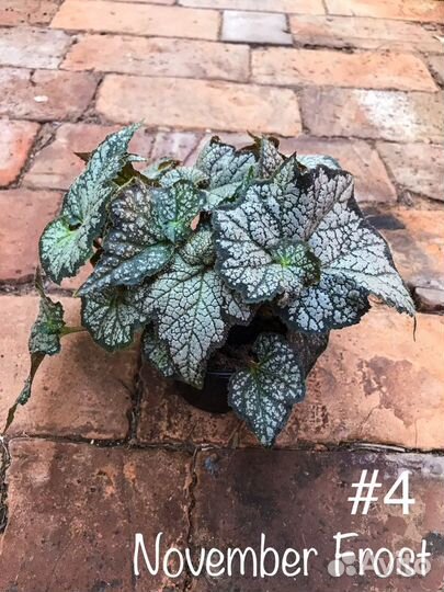 Бегонии декоративнолиственные