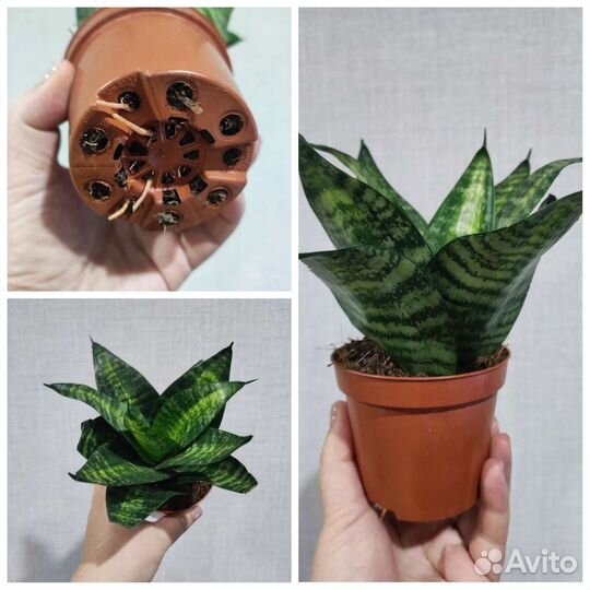 Сансевиерия ханни разных сотов