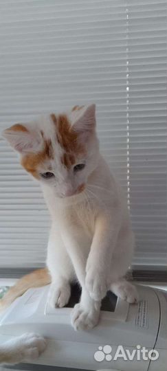 Котенок