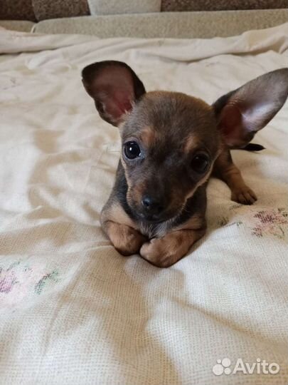 Той-терьер щенки