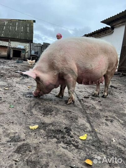 Свиноматка