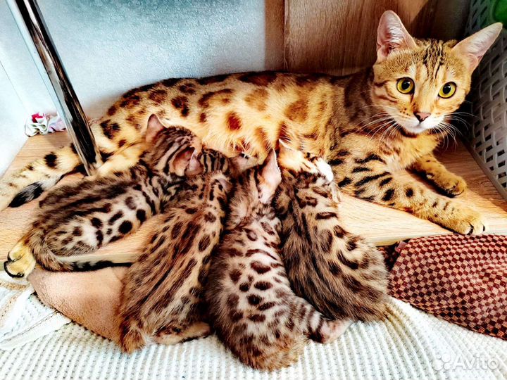 Бенгальские котята