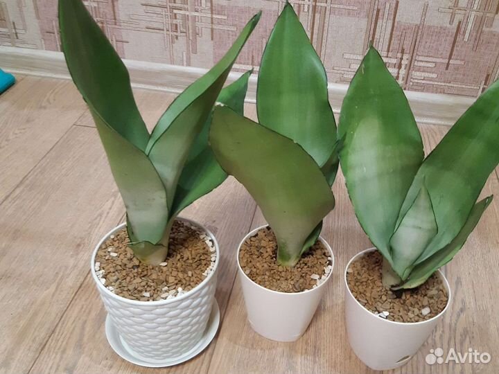 Сансевиерия муншайн