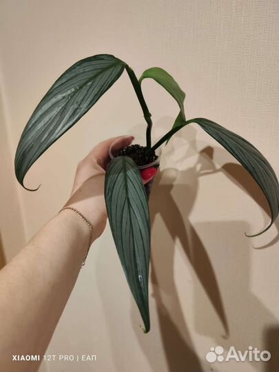 Сциндапсусы и эпипремнумы