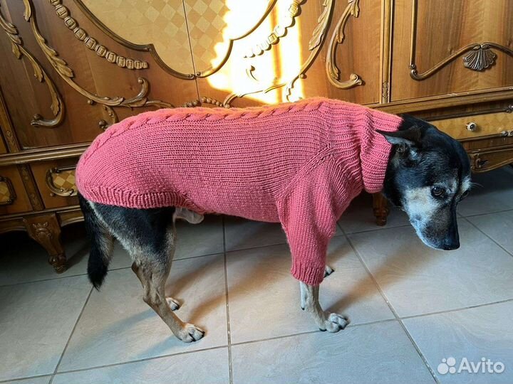 Одежда для животных