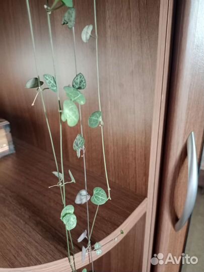 Церопегия вуда