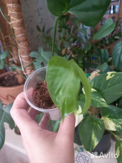 Эпипрениум минт новый сорт, похож на т02