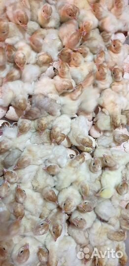 Индюшата суточные