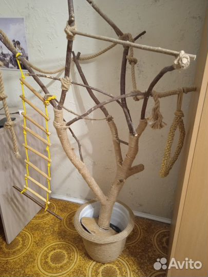 Пара попугаев корелл