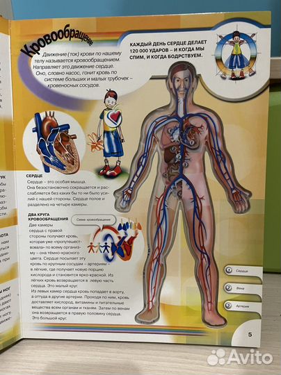 Тело человека