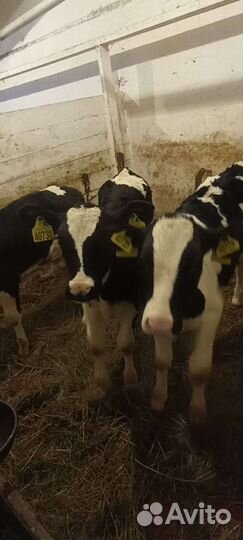 Телята бычки