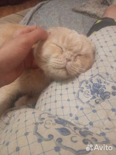 Кошки в добрые руки бесплатно