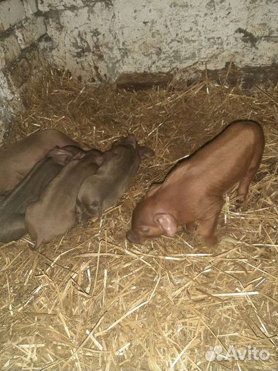 Поросята породы дюрок