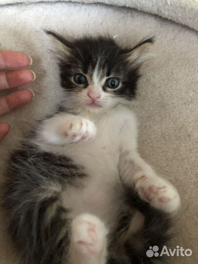 Котенок Лео