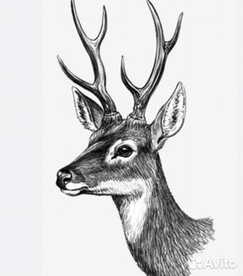 Мясо оленины