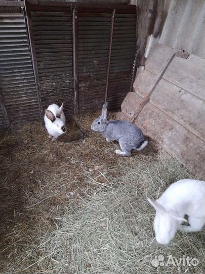 Кролики мясных пород