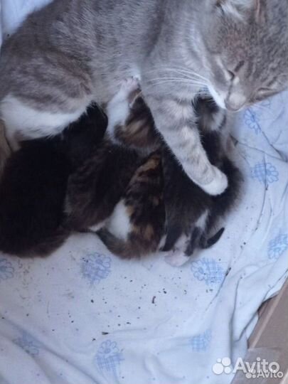 Котята ищут дом