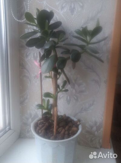 Толстянка / денежное дерево