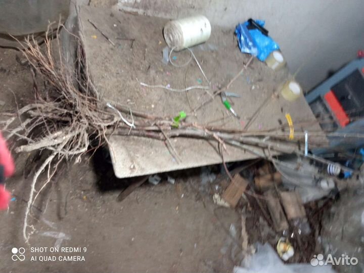 Хорошие саженцы