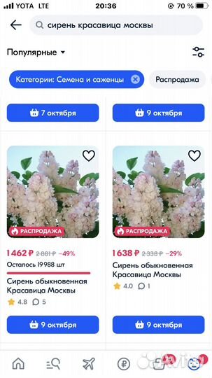 Сирень Красавица Москвы