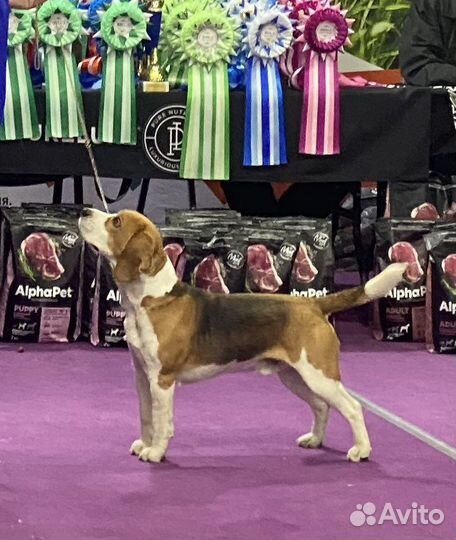 Бигль вязка