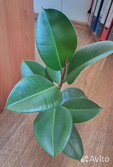 Фил пиперомия фикус ктенанта растения