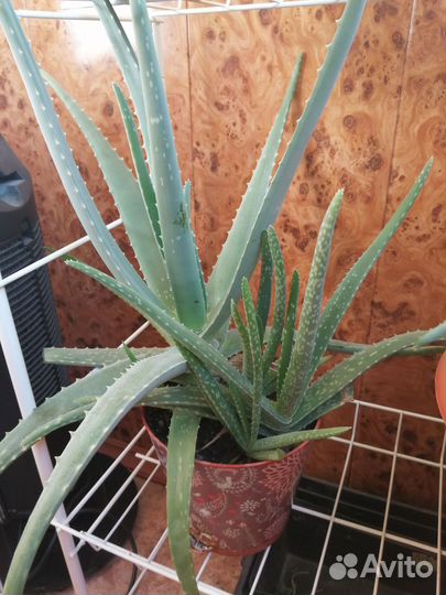 Алоэ вера растение