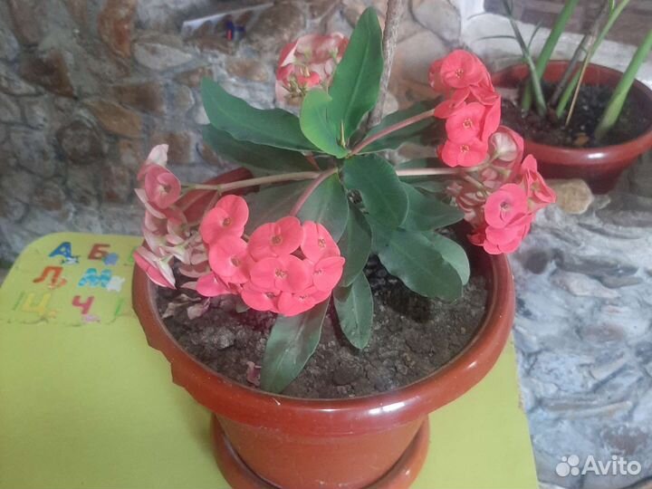 Молочай миля