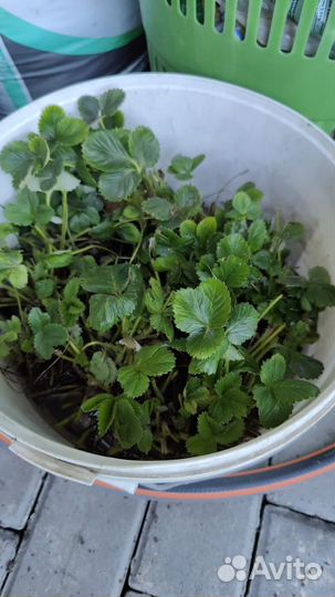 Клубника сан-андреас